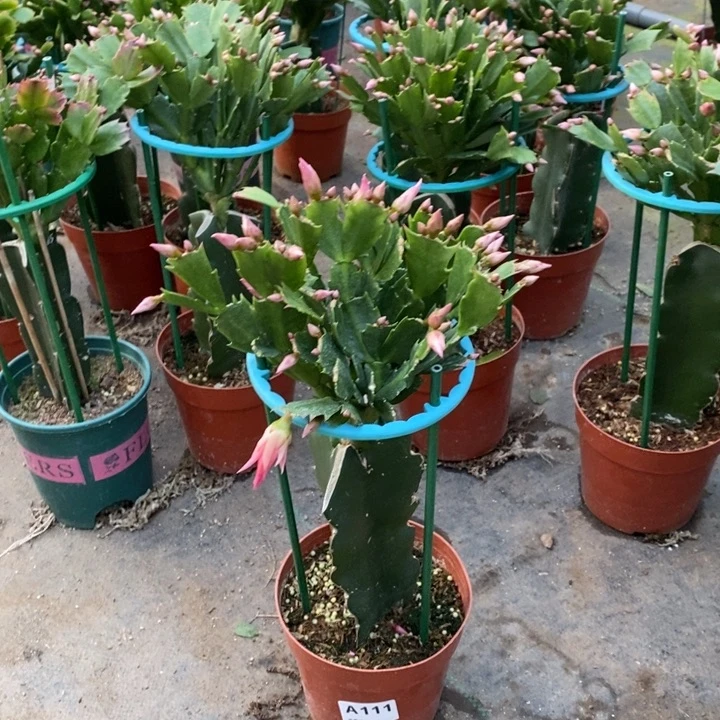 当前无花栽培后可以开花111嫁接068