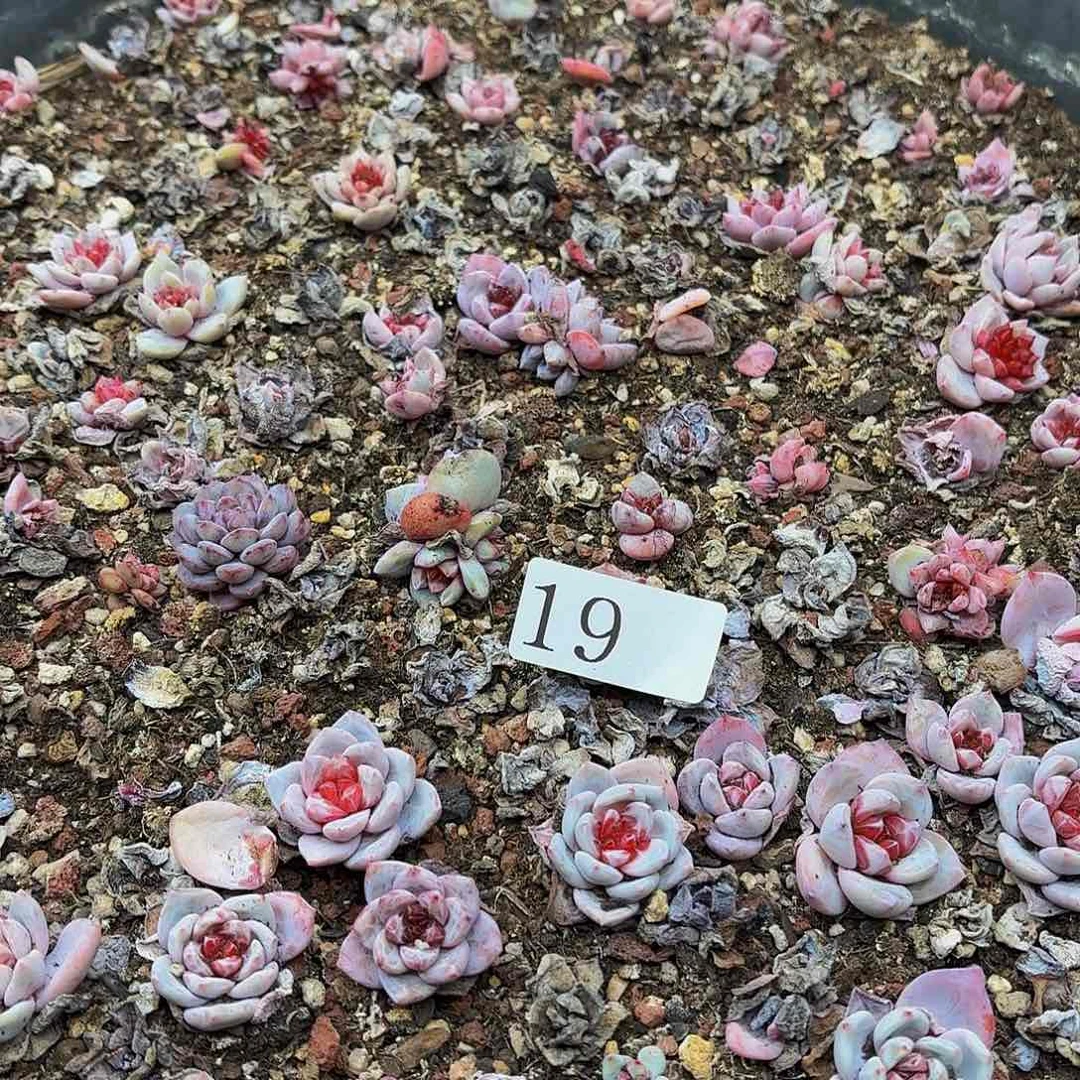 依****店多肉植物多肉植物19