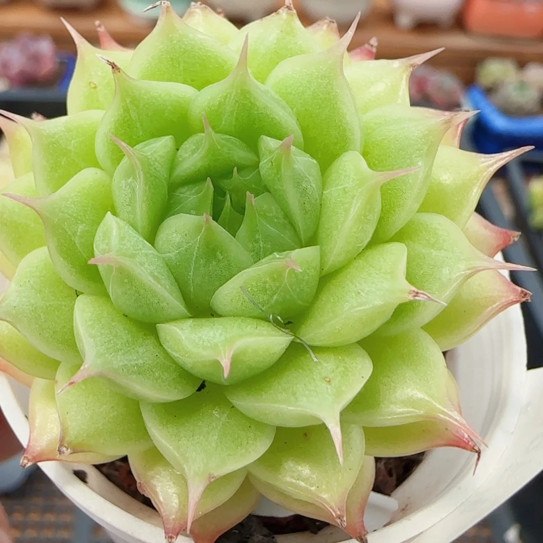 花语逸镜0808-147海王