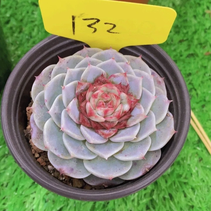 霜**年多肉植物，开心多肉