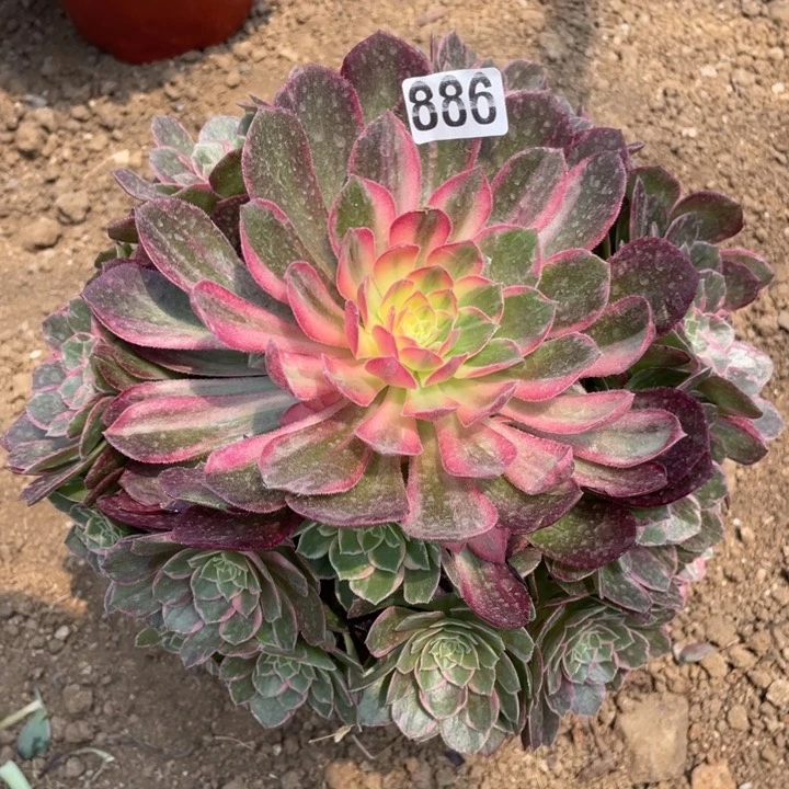 一**草886多肉植物万花筒