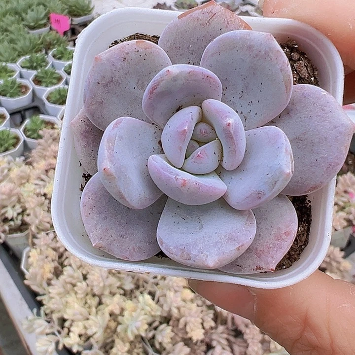 韩版奶茶19包邮5.5厘米盆