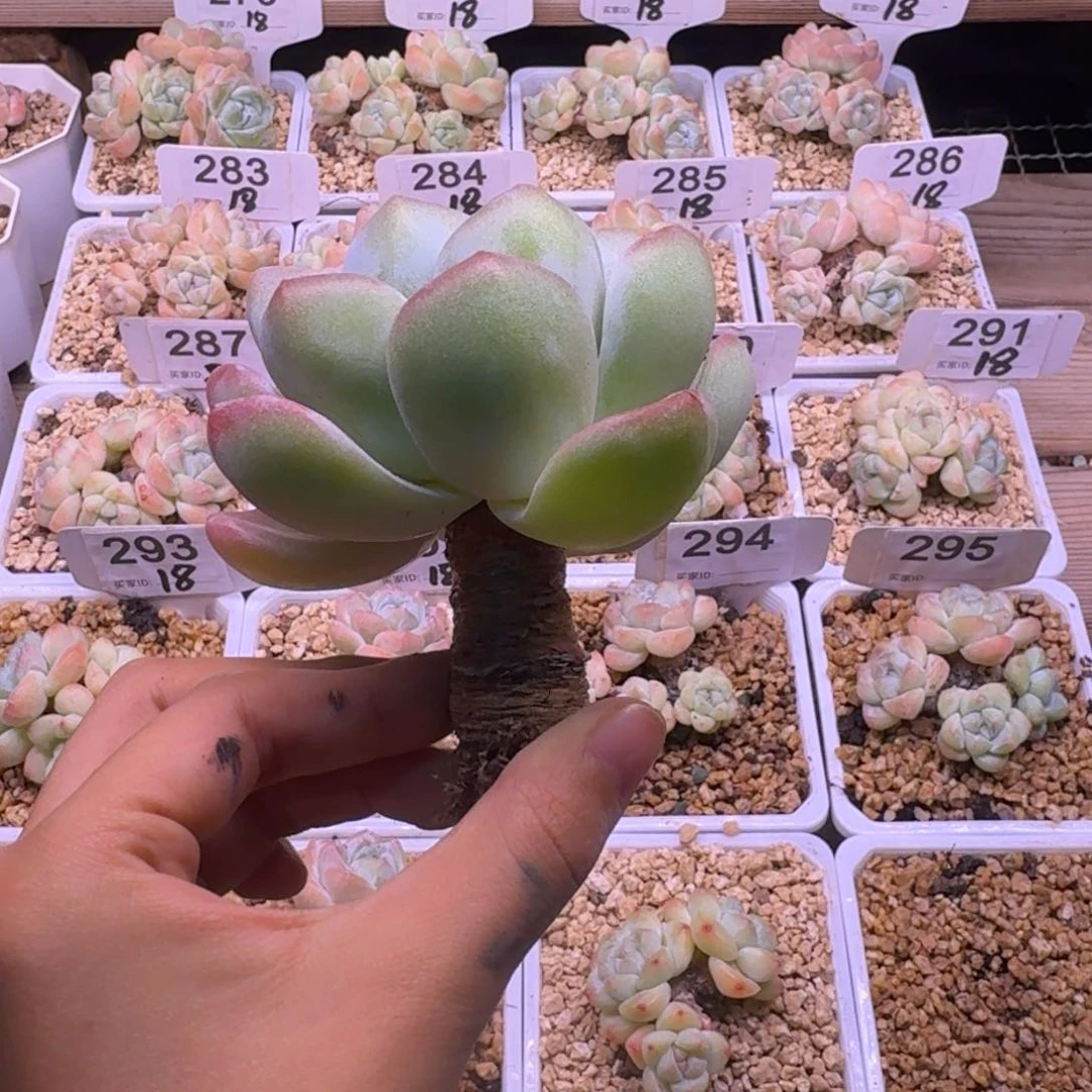 木*柒冰玉单头老桩大单头