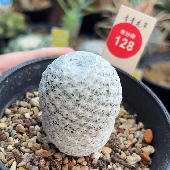 实生输入白鹭3.6cm一棵仙人球