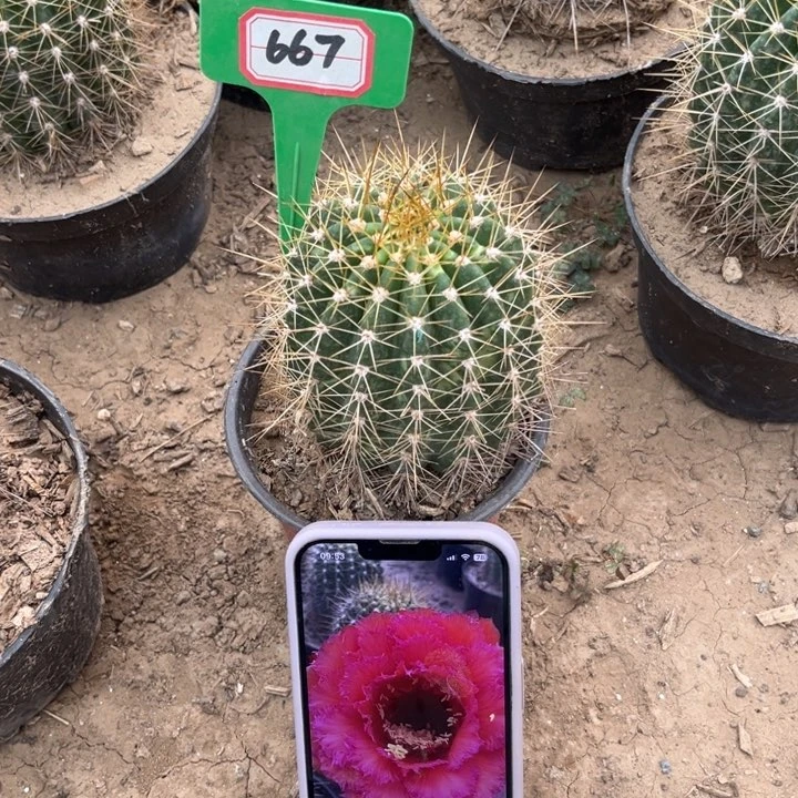 667。毛花柱103。。。。