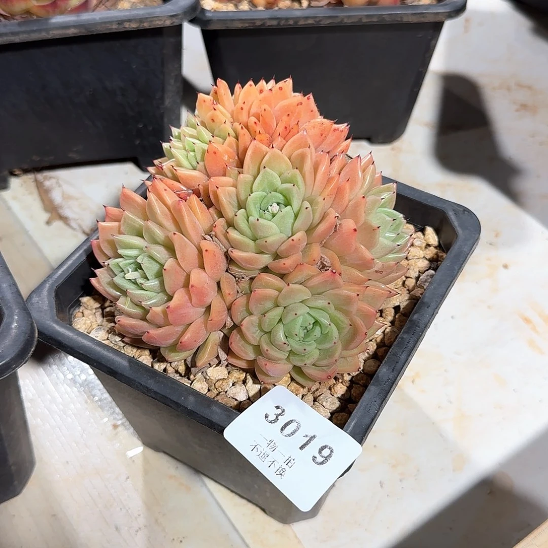 J****.3019号爪系缀化