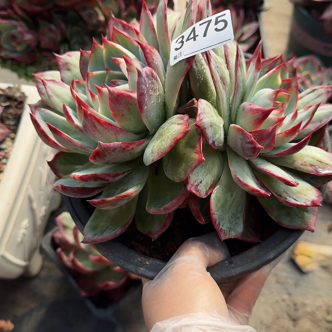 惊鸿仙子 3475.........