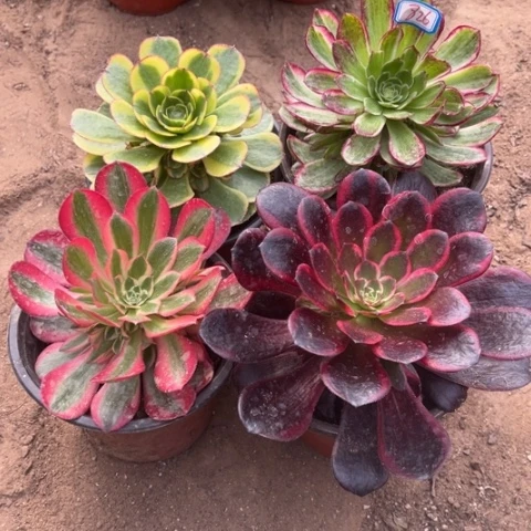 826多肉植物组合