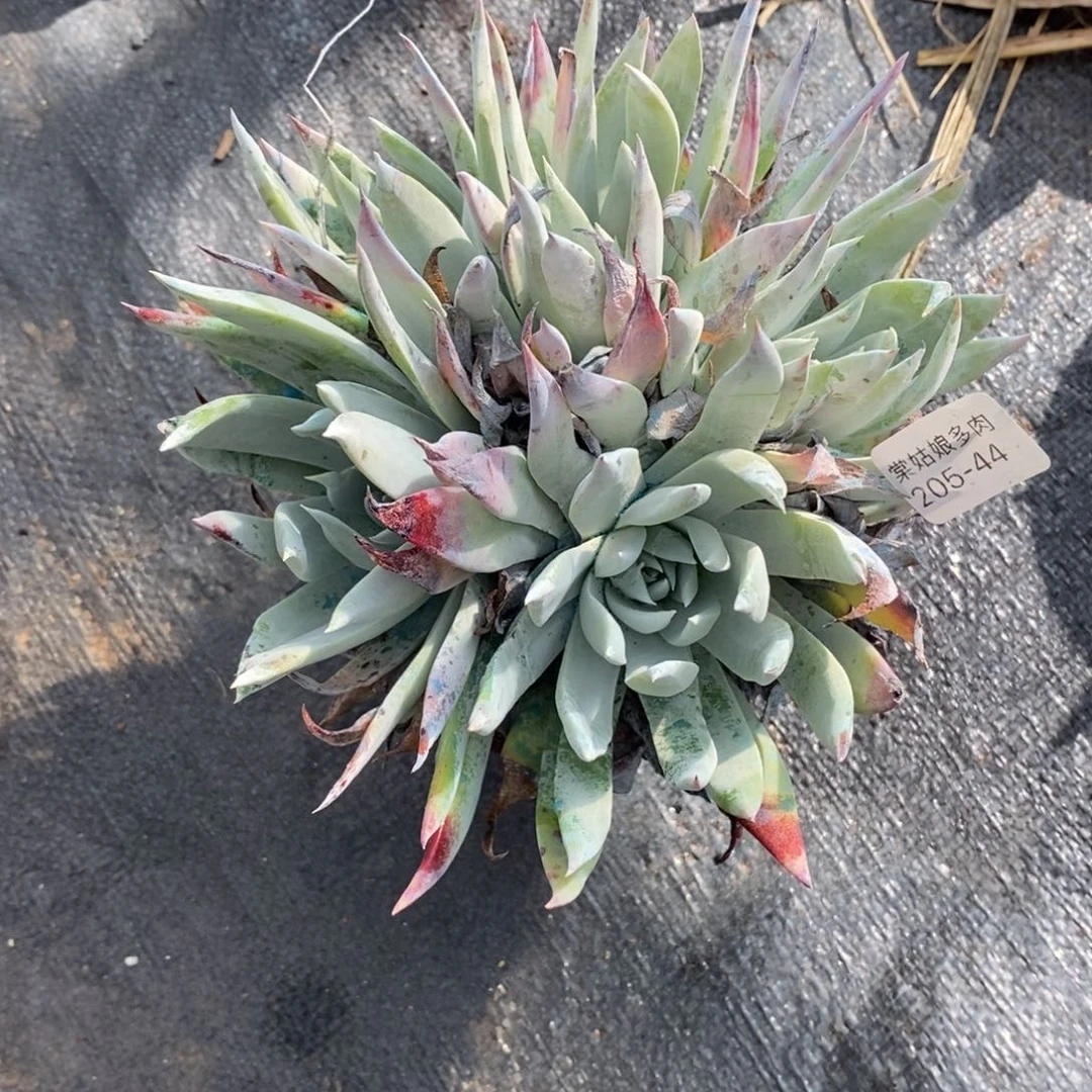 44号雪花大群漂亮