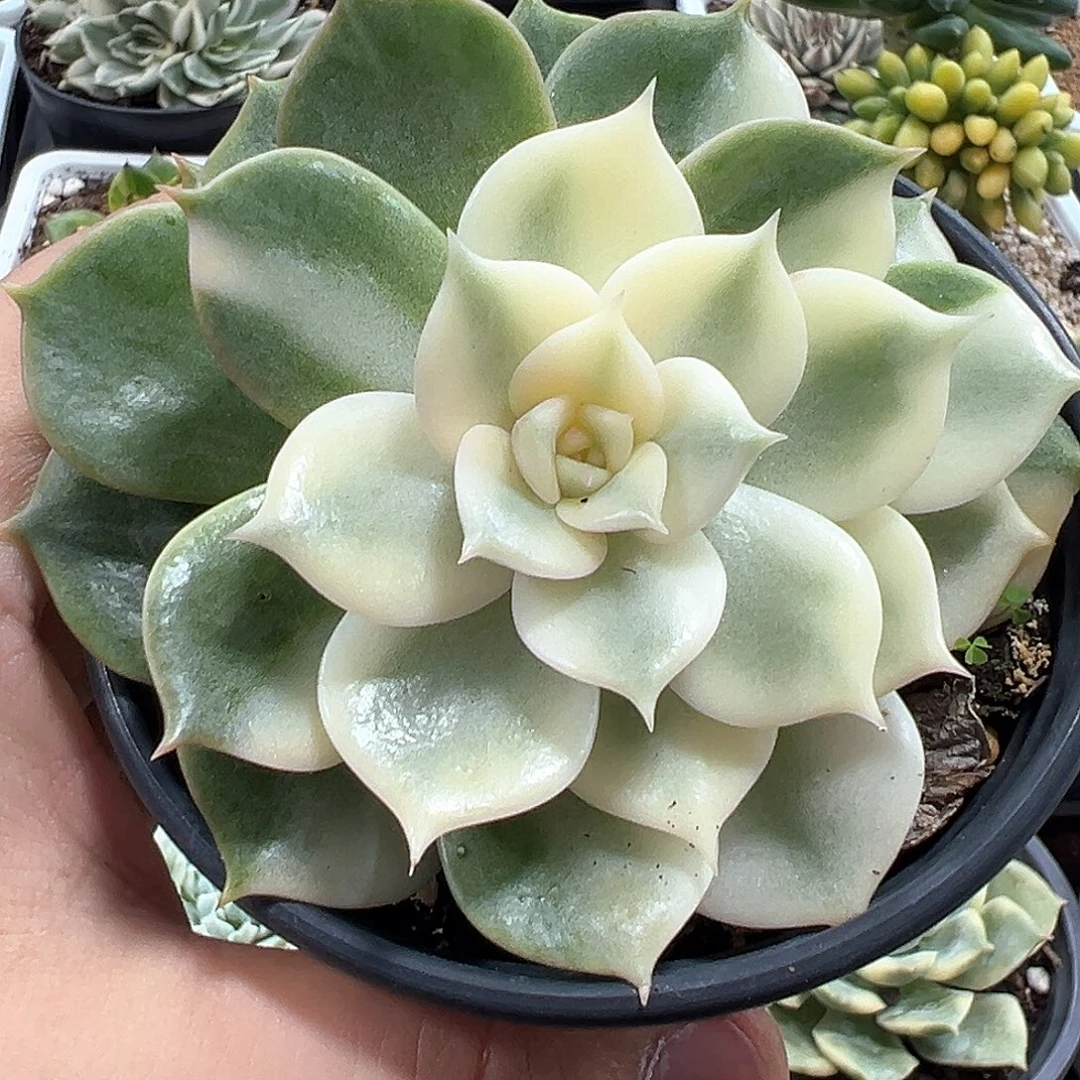 贝加尔湖锦小方花圃一单包邮！