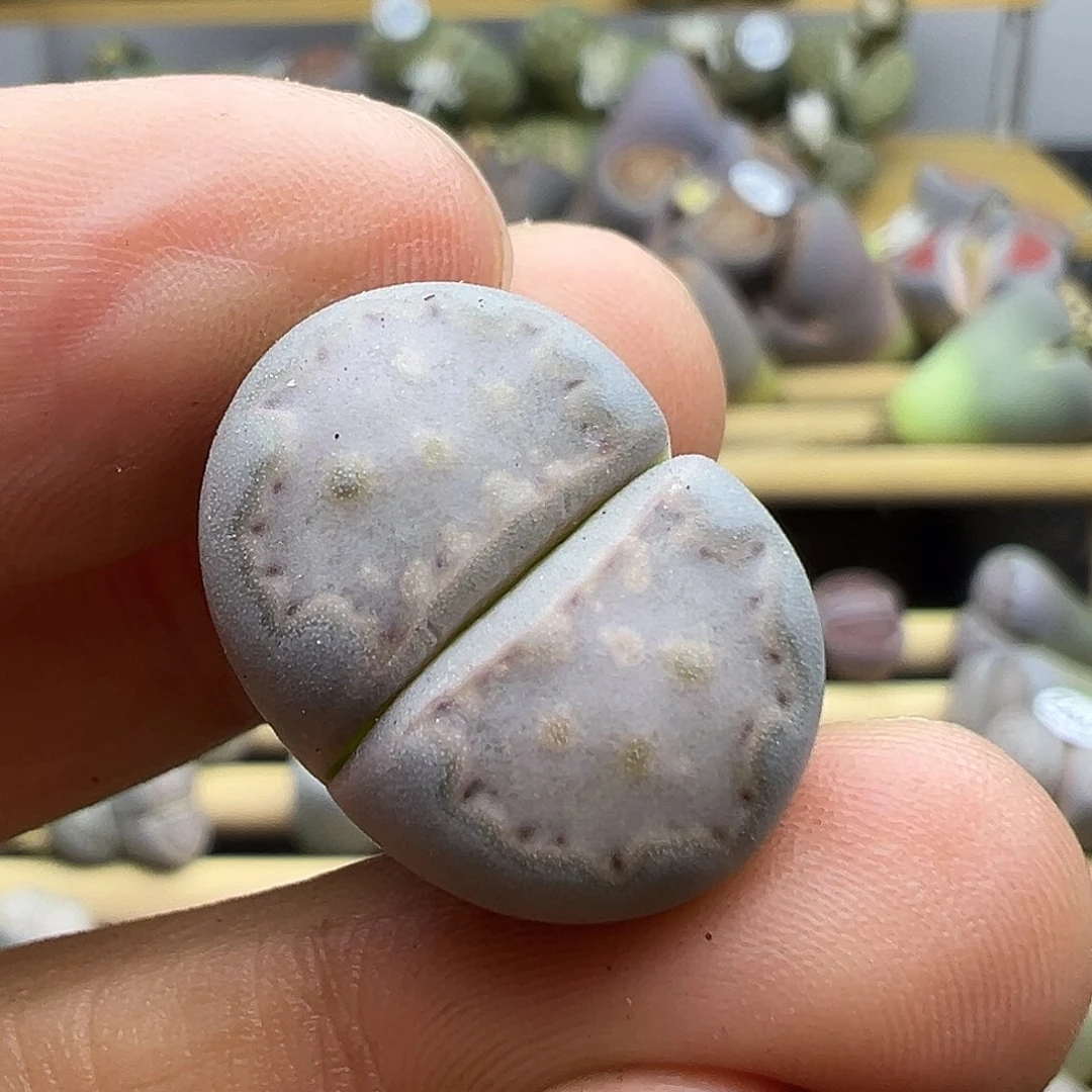 2092 生石花清货不售后