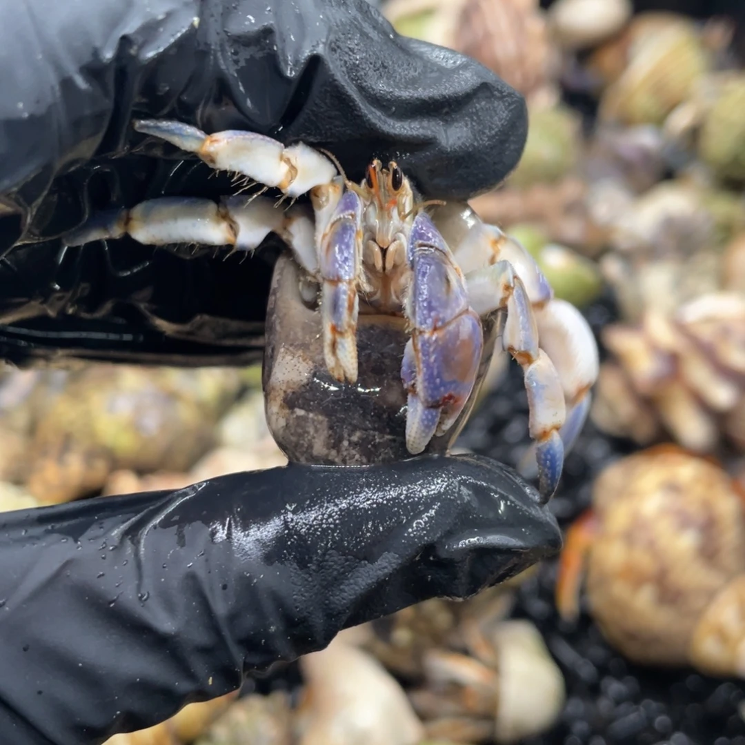 不退不换谢谢支持19