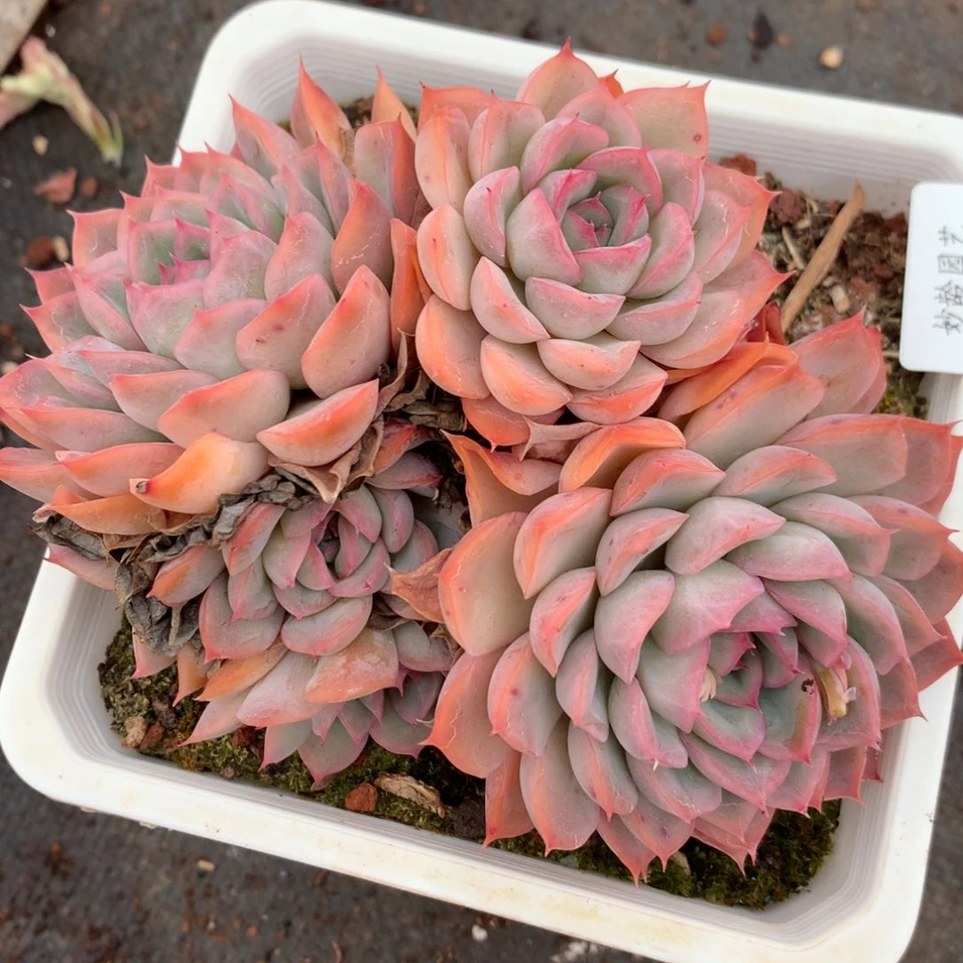 3234杂交多肉植物