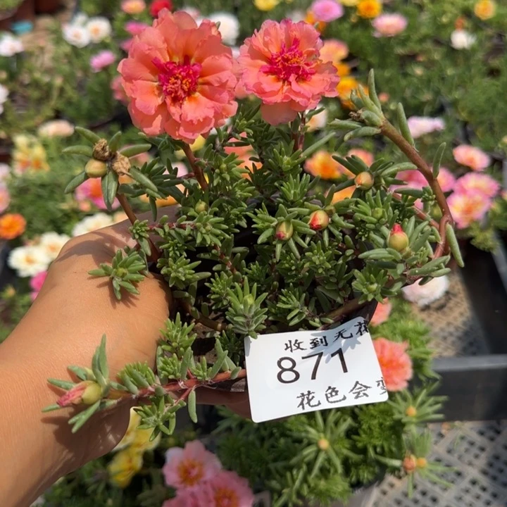 全部花朵871甜心粉黛超小苗盆口10cm