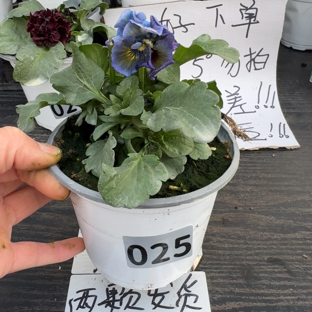 全部花朵025号月光