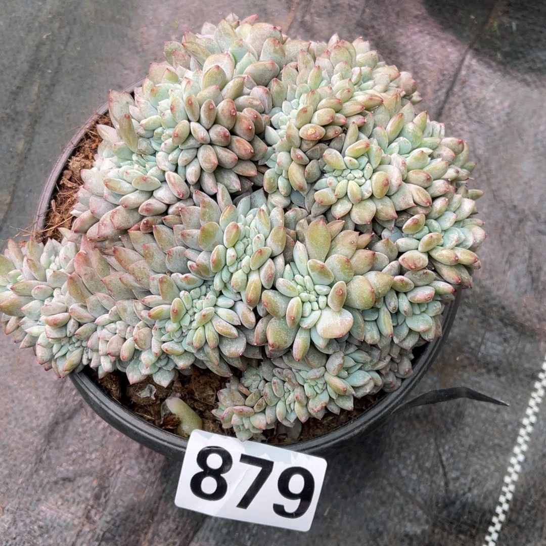 安***贝879号15888999999999