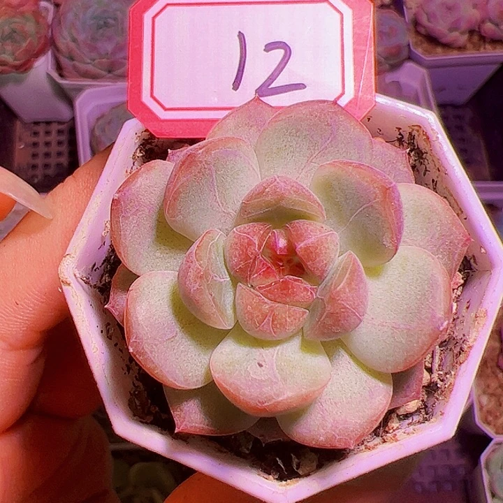 琴心多肉植物单头