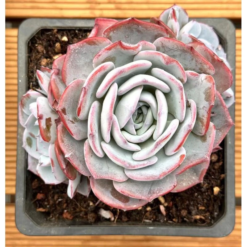 15#蒂芙尼蓝多肉植物  前男友精品多肉 SM0029