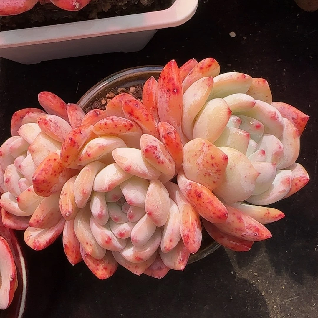 朵朵红血橙一头一桩