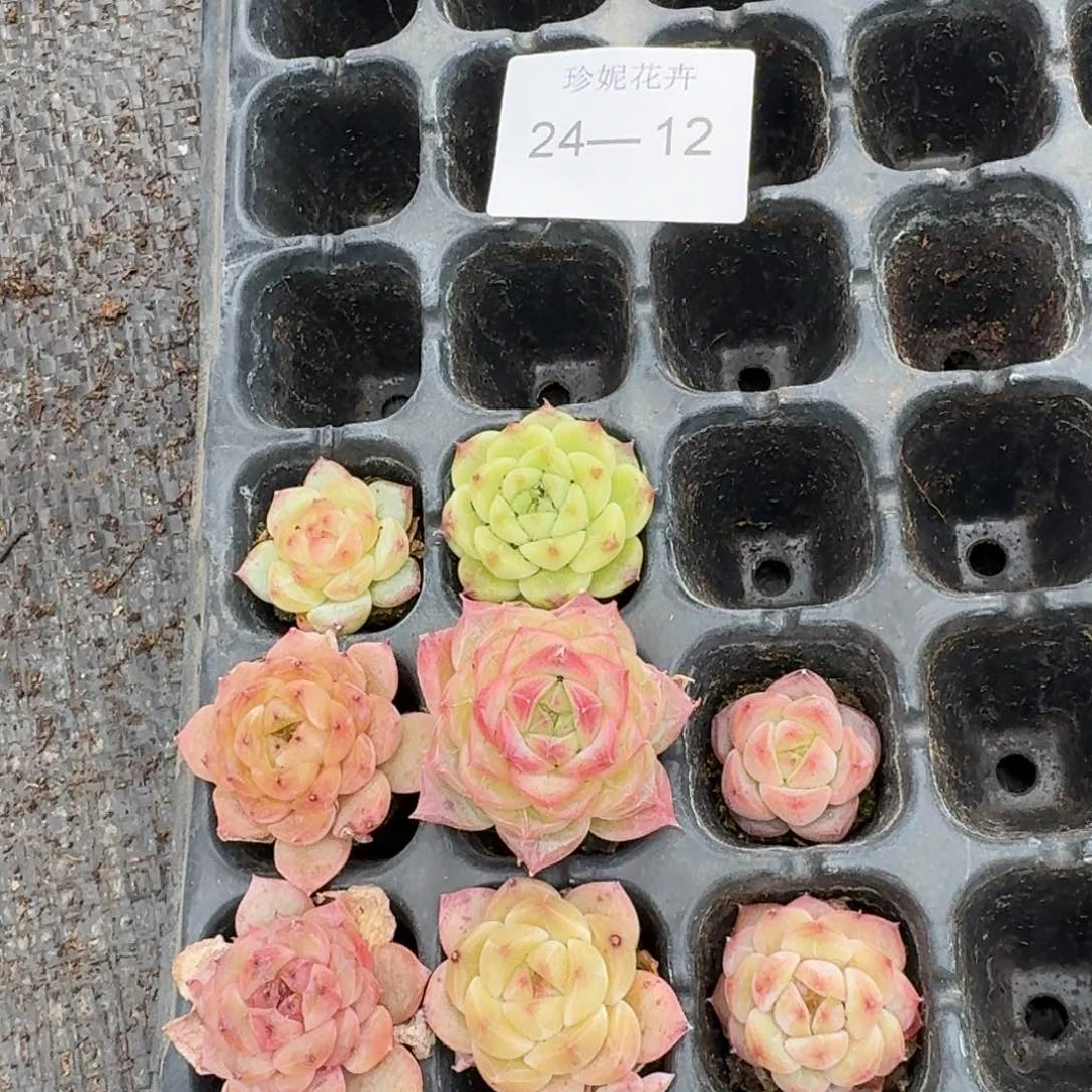 十棵精品穴盘量拍24-12