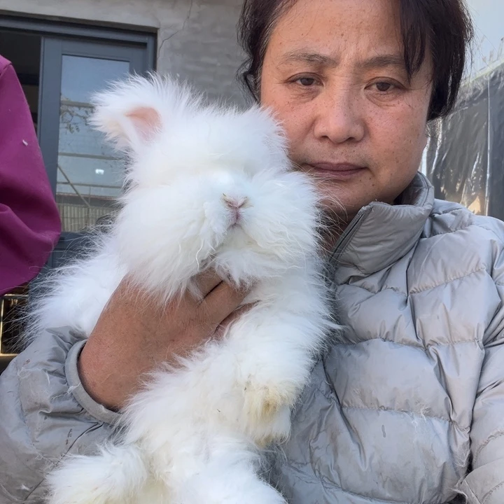 。****英系安哥拉宠物兔子