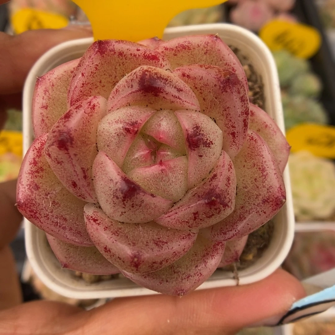 珍妮麦秆可拍5151号。