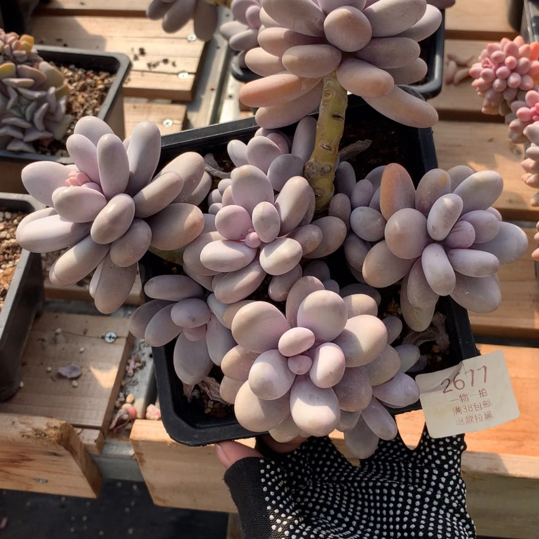 20厘米11头原始奶多肉2677