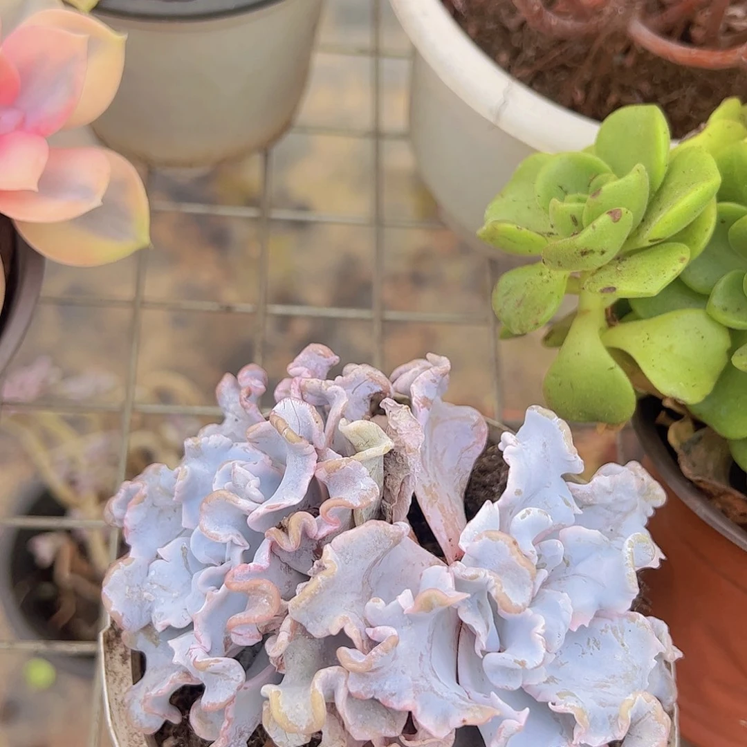双头起发白饺子皮一盆