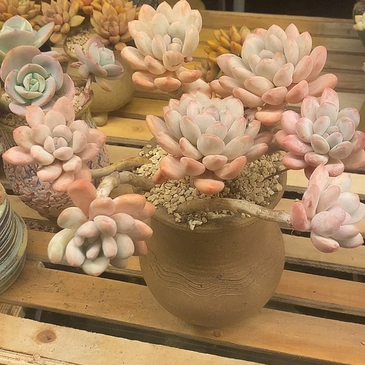 多肉植物肉肉植物