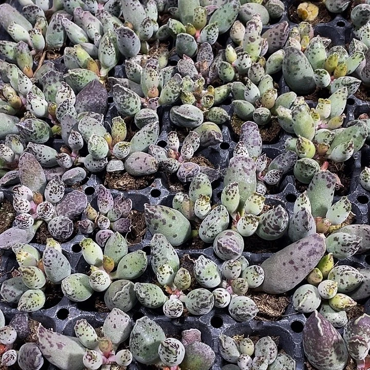 小海豹1元带土发货