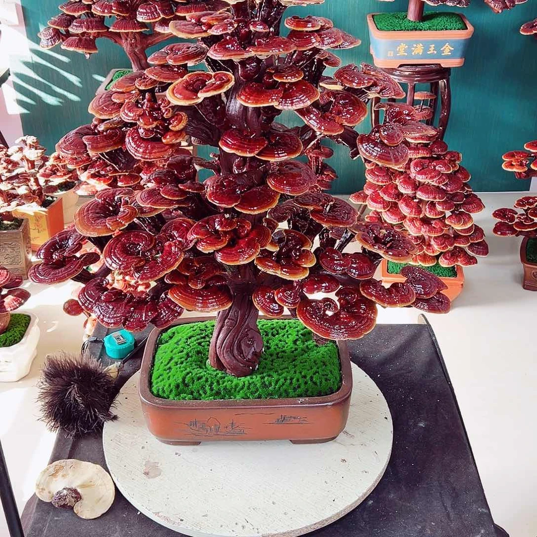 【闪购商品】无花朵