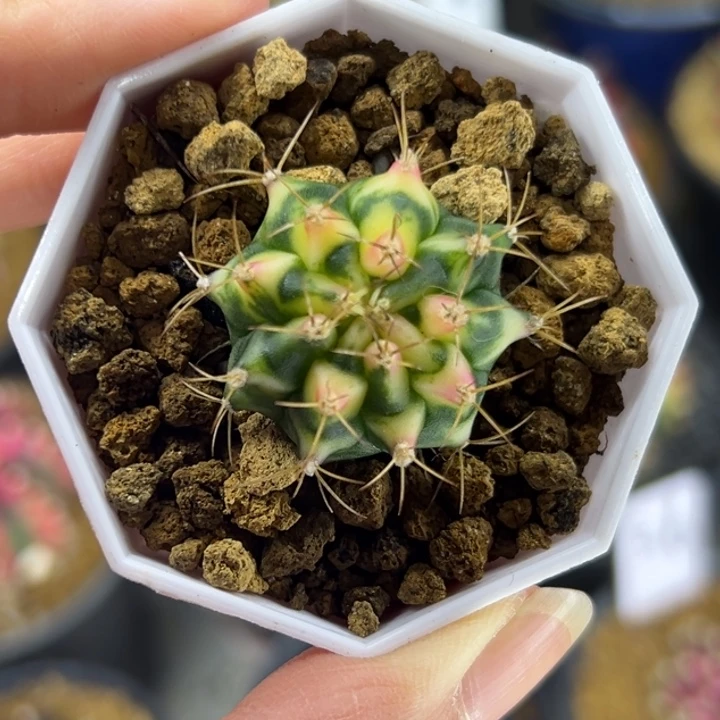 花田侧芽小米哈仙人球
