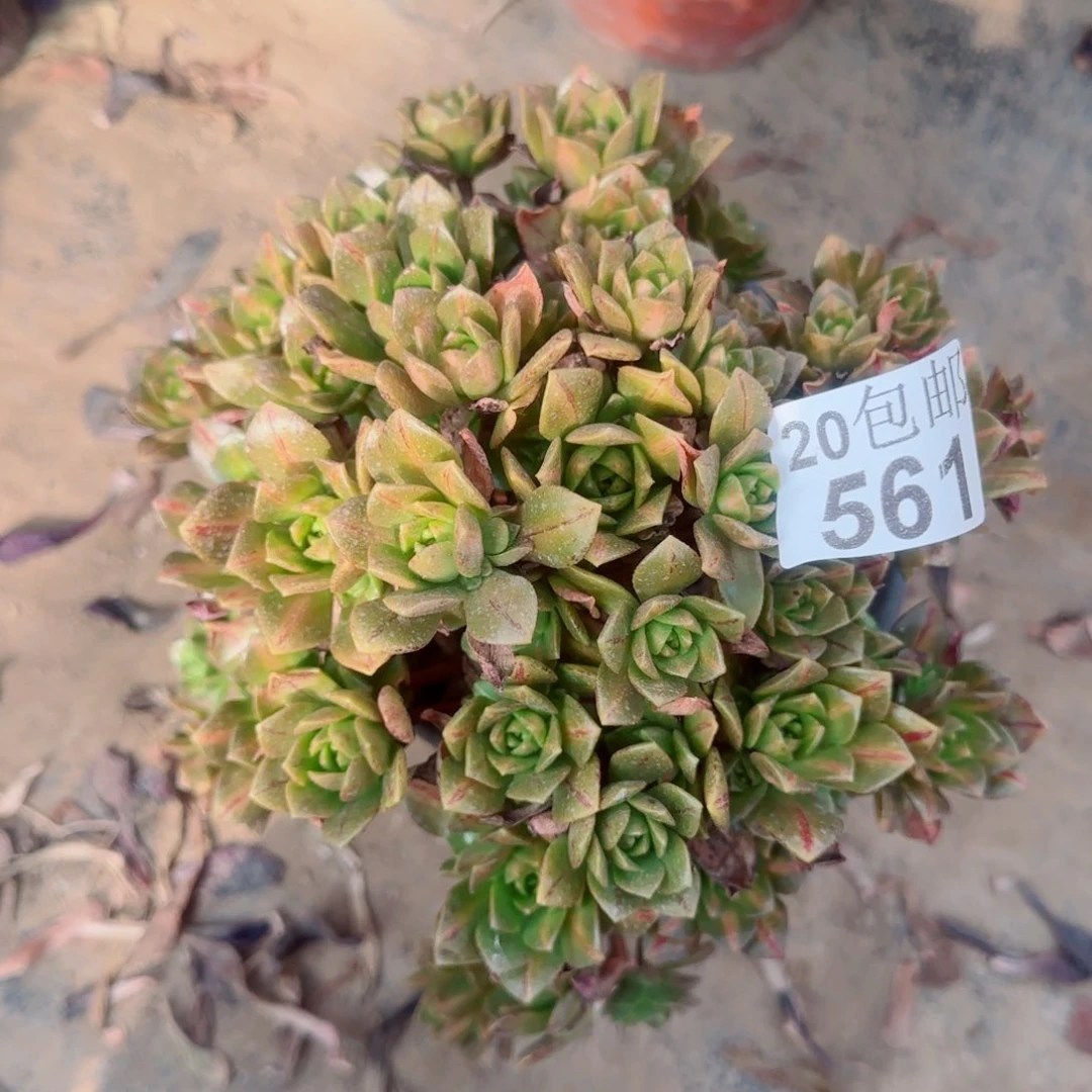 花茶561满20包邮断枝不包
