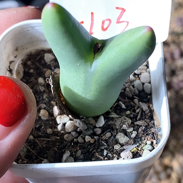 黑****i桃喜花园0221-103少将