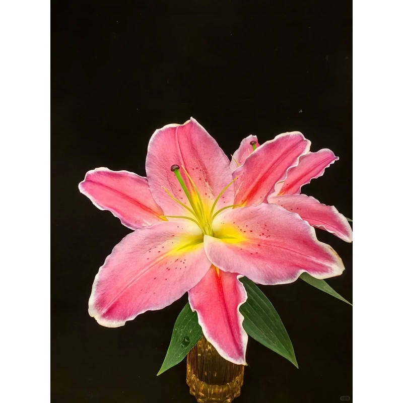 【大聪明卖花】特红香水百合 任意两单花材升级顺丰冷链或德邦快递