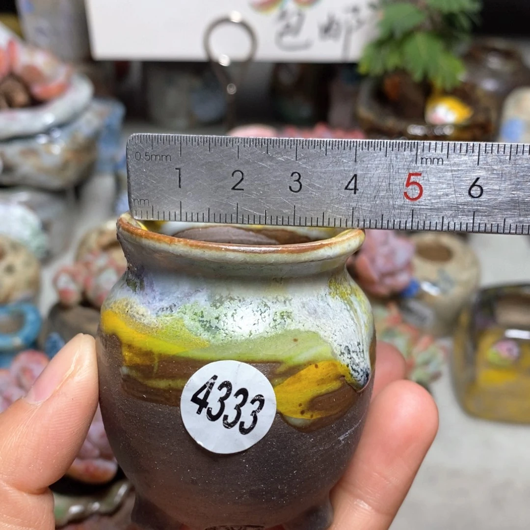 花盆拍5送一个小礼物