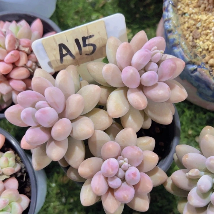 健健康康平平安安