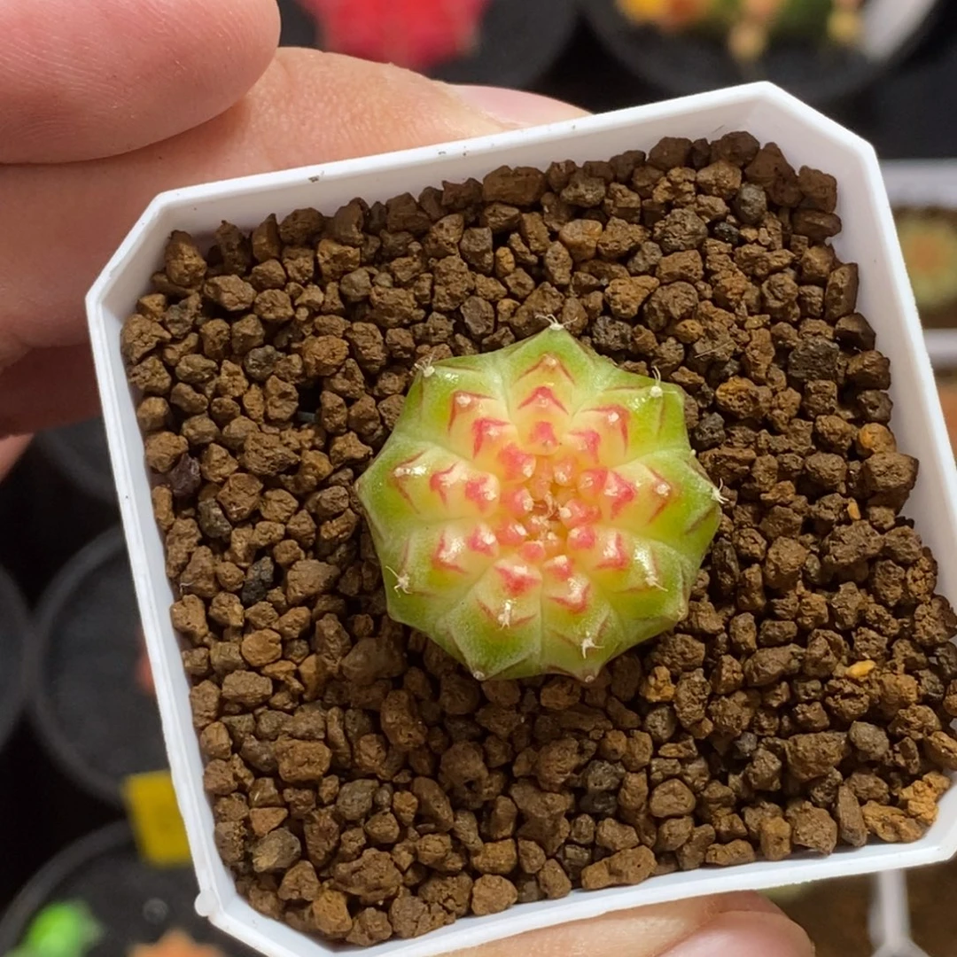 轮回—带盆土发货36