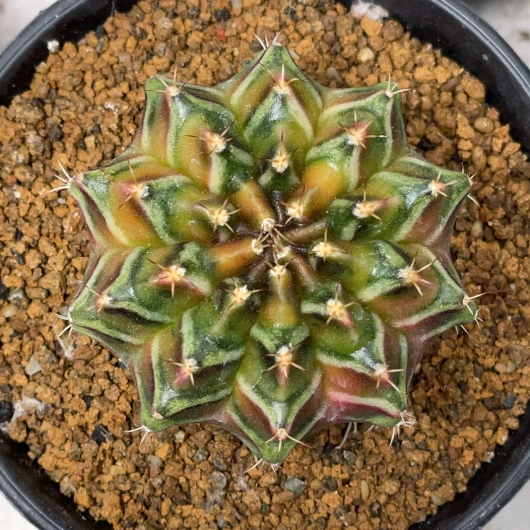 当前无花朵，栽培后可花朵乌贼A