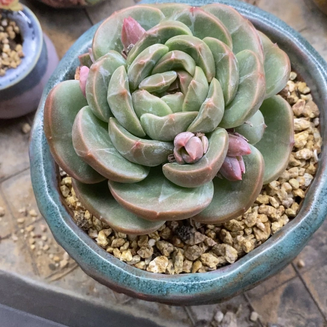 精品多肉一物一拍不包整419