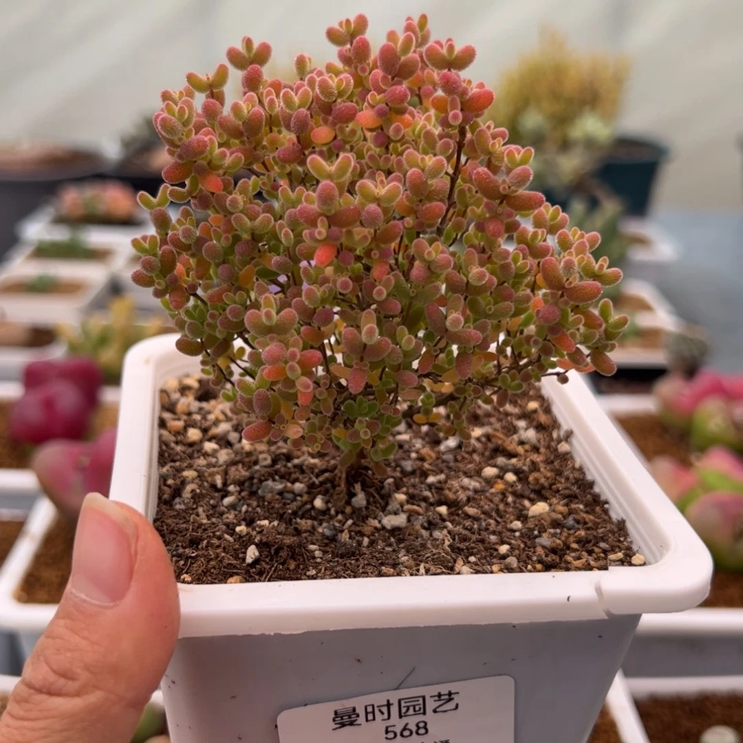 568号金桔糖球2.22多肉