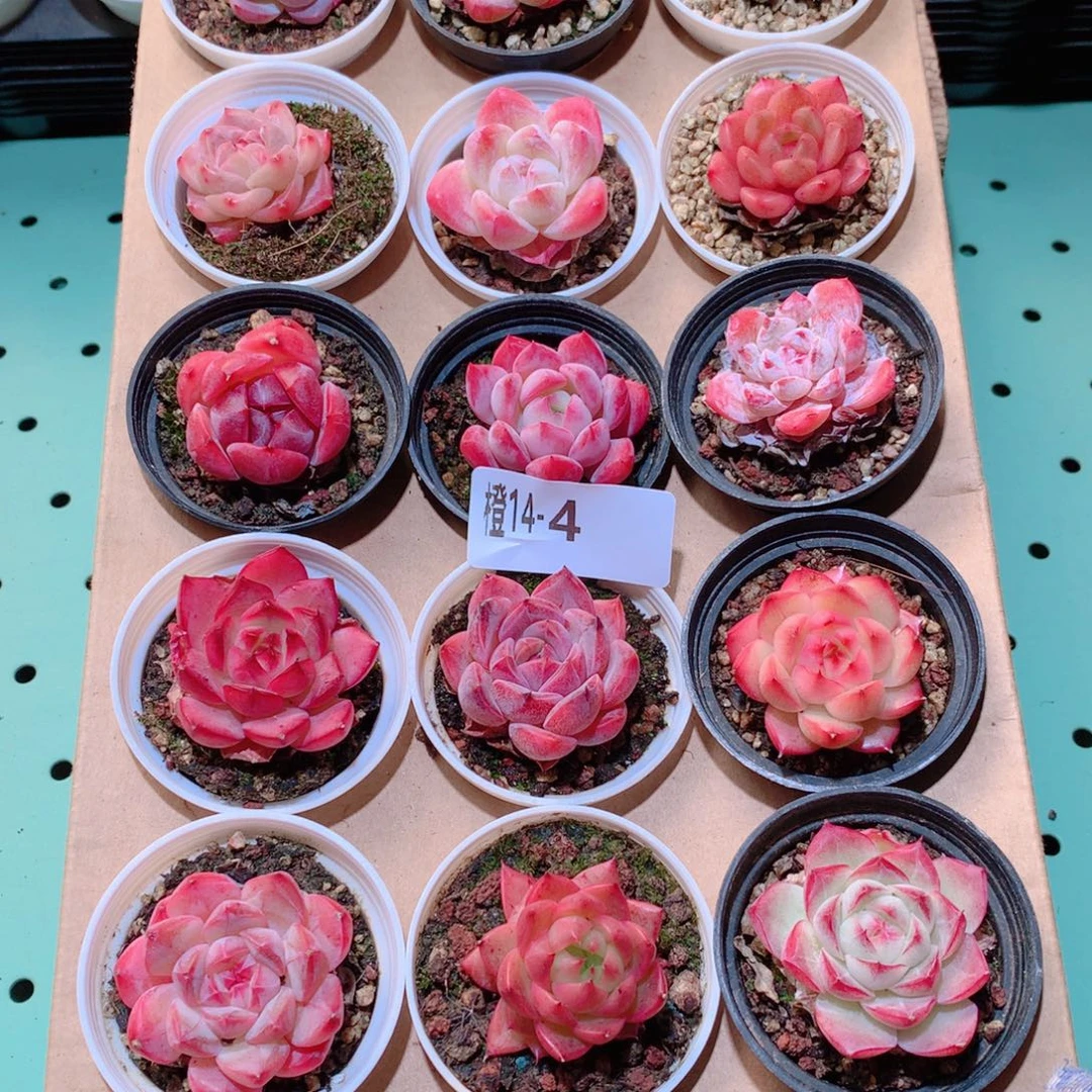 14-4一物一拍多肉带盆18颗