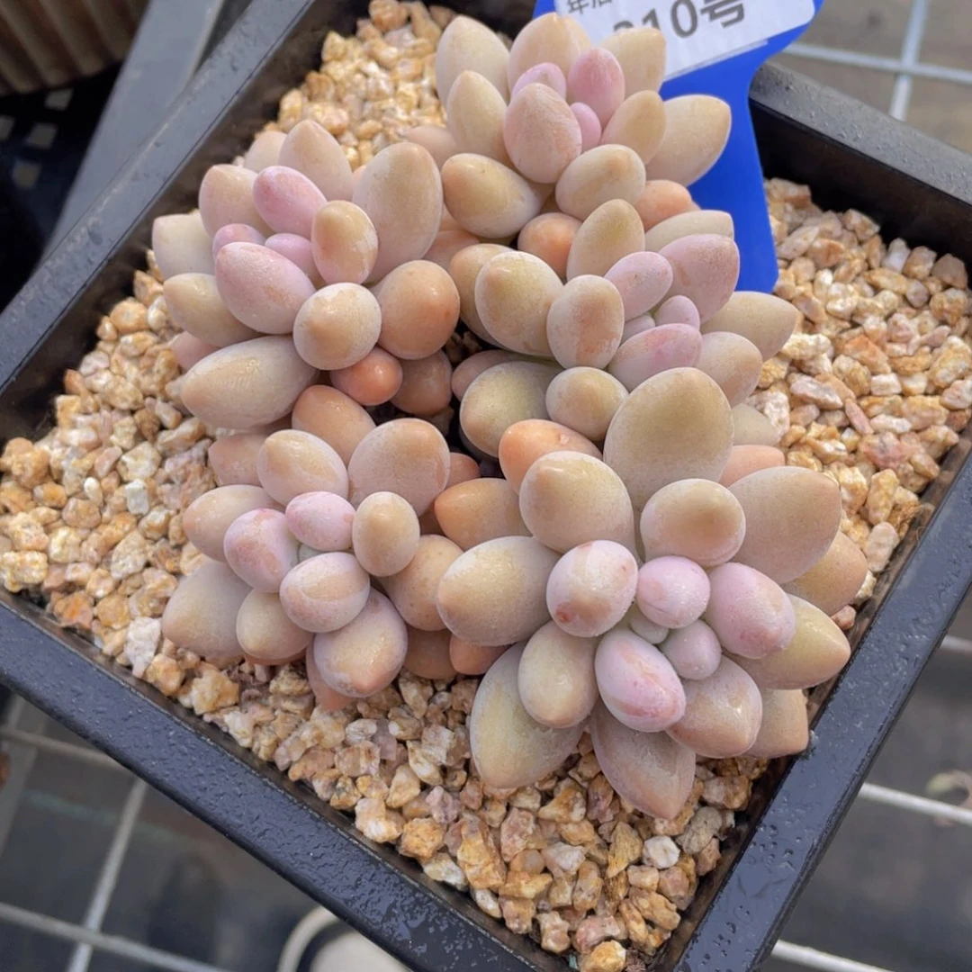 310号 丸叶汤圆大群一个