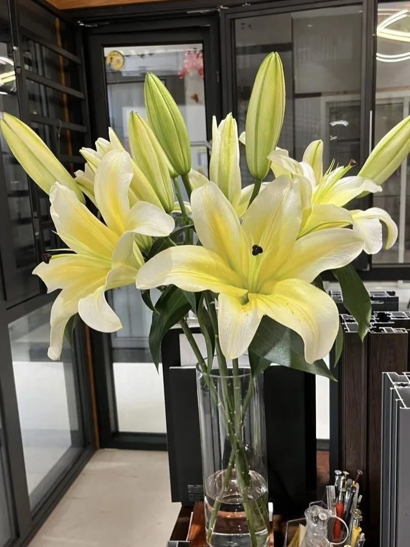 顺丰包邮云南直发黄天霸香水百合花香味浓郁云南直发鲜花鲜切花