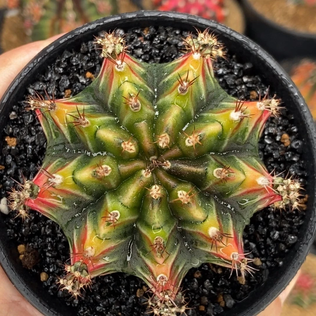 岩浆00000000000038