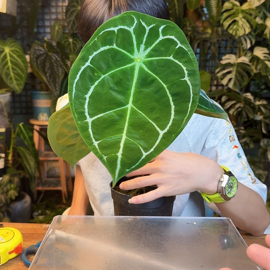 爱***手完全开放一物一拍P165