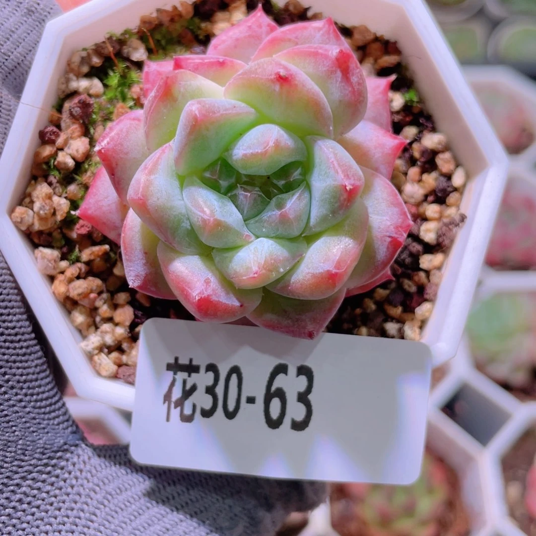 花利美30-63粉钻
