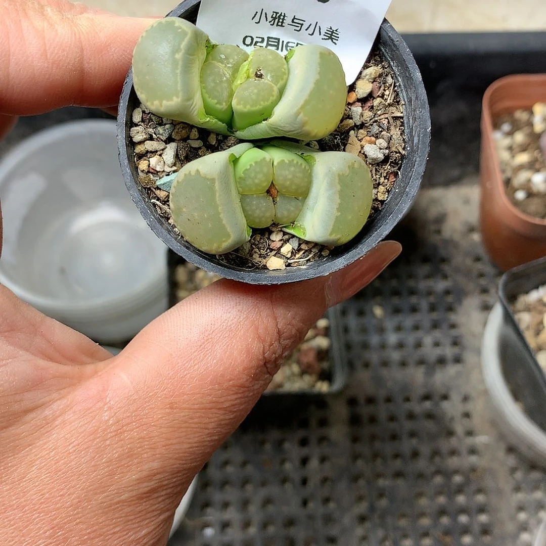 K750多肉植物保护研究所