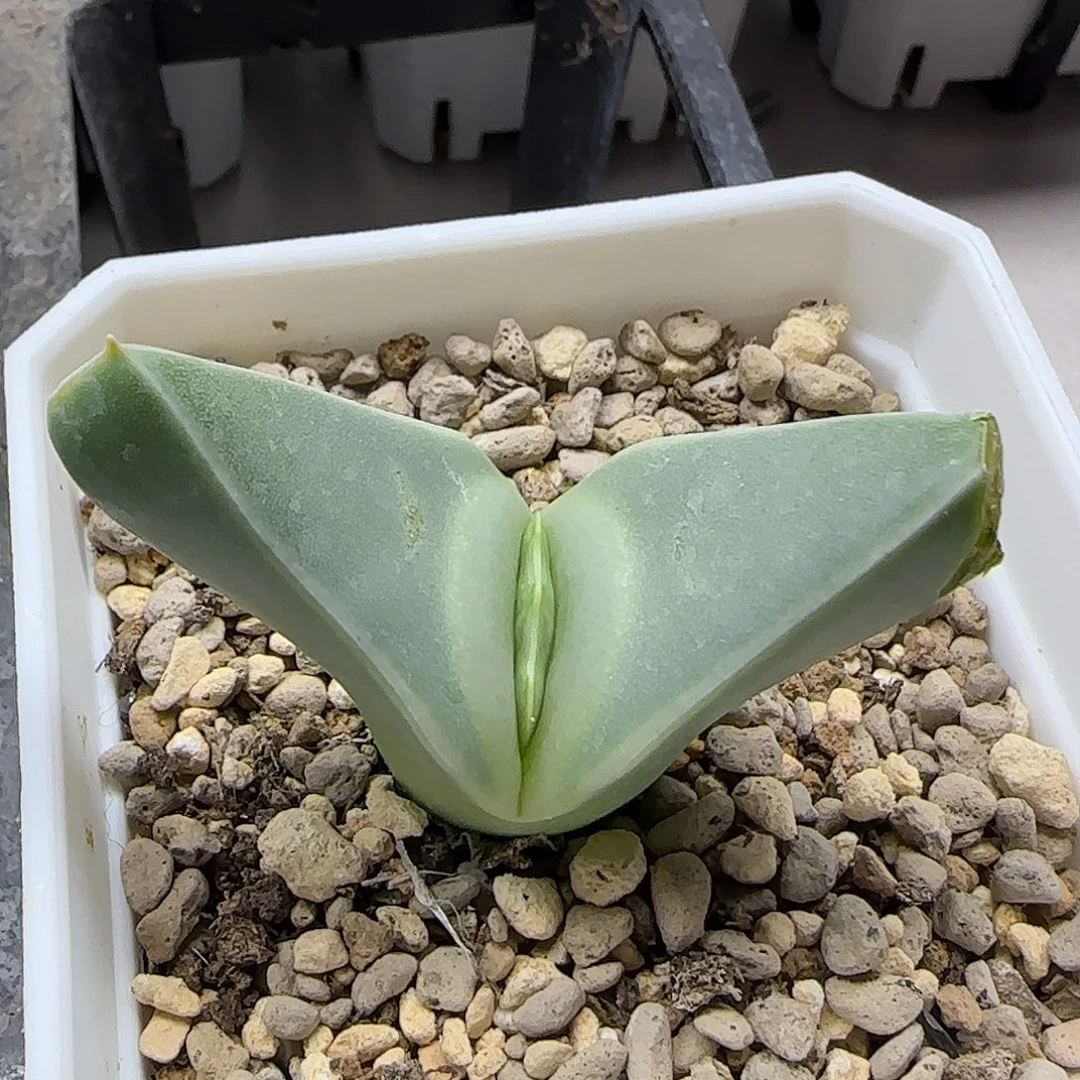 奶***包11-21-当天满38包邮大翼有疤脱土