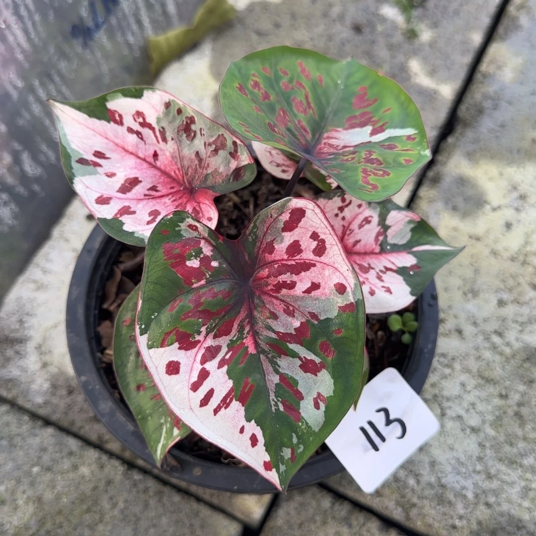 泰国彩叶芋113-1105